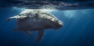 Are Whales Hijacking the Bitcoin Industry? High-Value Traders Staying Put Are Whales Hijacking the Bitcoin Industry? High-Value Traders Staying Put