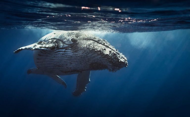 Are Whales Hijacking the Bitcoin Industry? High-Value Traders Staying Put