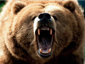Prepare the bearish attack