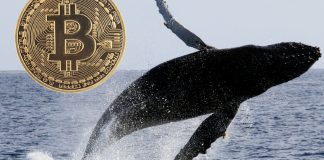 Bitcoin Whales Found To Be In Control of the Market Bitcoin Whales Found To Be In Control of the Market