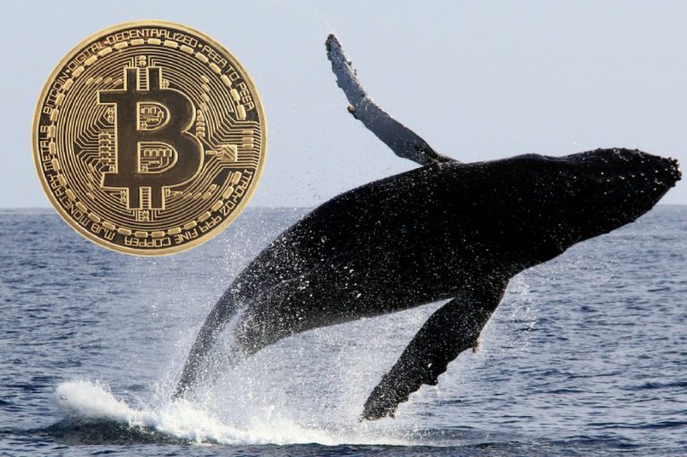 Bitcoin Whales Found To Be In Control of the Market