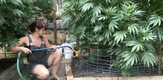 Voters could legalize marijuana for quarter of all Americans Voters could legalize marijuana for quarter of all Americans