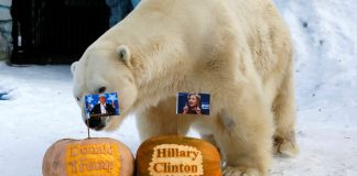 Tiger tips Clinton, bear backs Trump in Siberian zoo’s mock vote