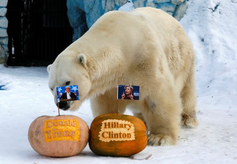 Tiger tips Clinton, bear backs Trump in Siberian zoo’s mock vote